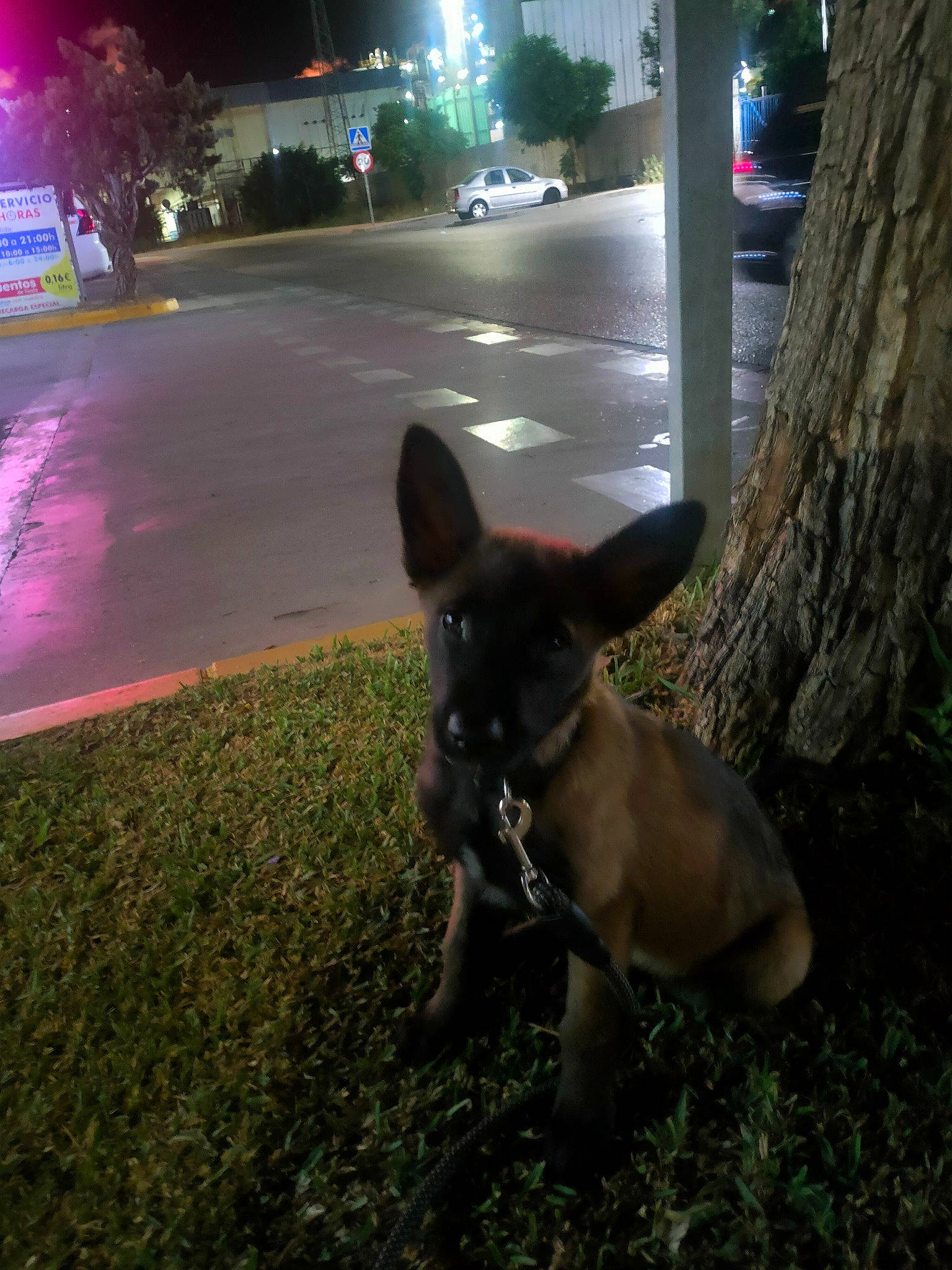 Xena a rejoint le concours — aidez-le/la à gagner de superbes lots ! asphalt, automotive_lighting, carnivore, companion_dog, dog, dog_breed, fawn, grass, light, plant, road_surface, sidewalk, sporting_group, street_light, tail, tints_and_shades, tree, trunk, wheel, working_animal