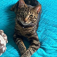Cynthia Vergara is registered to the contest to win money with this photo: cat, tabby, pet, animal, feline, striped, paws, bed, blanket, quilt, turquoise, resting, cute, domestic, indoor, fur, whiskers, collar, curious, relaxed