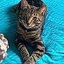 cat, tabby, pet, animal, feline, striped, paws, bed, blanket, quilt, turquoise, resting, cute, domestic, indoor, fur, whiskers, collar, curious, relaxed