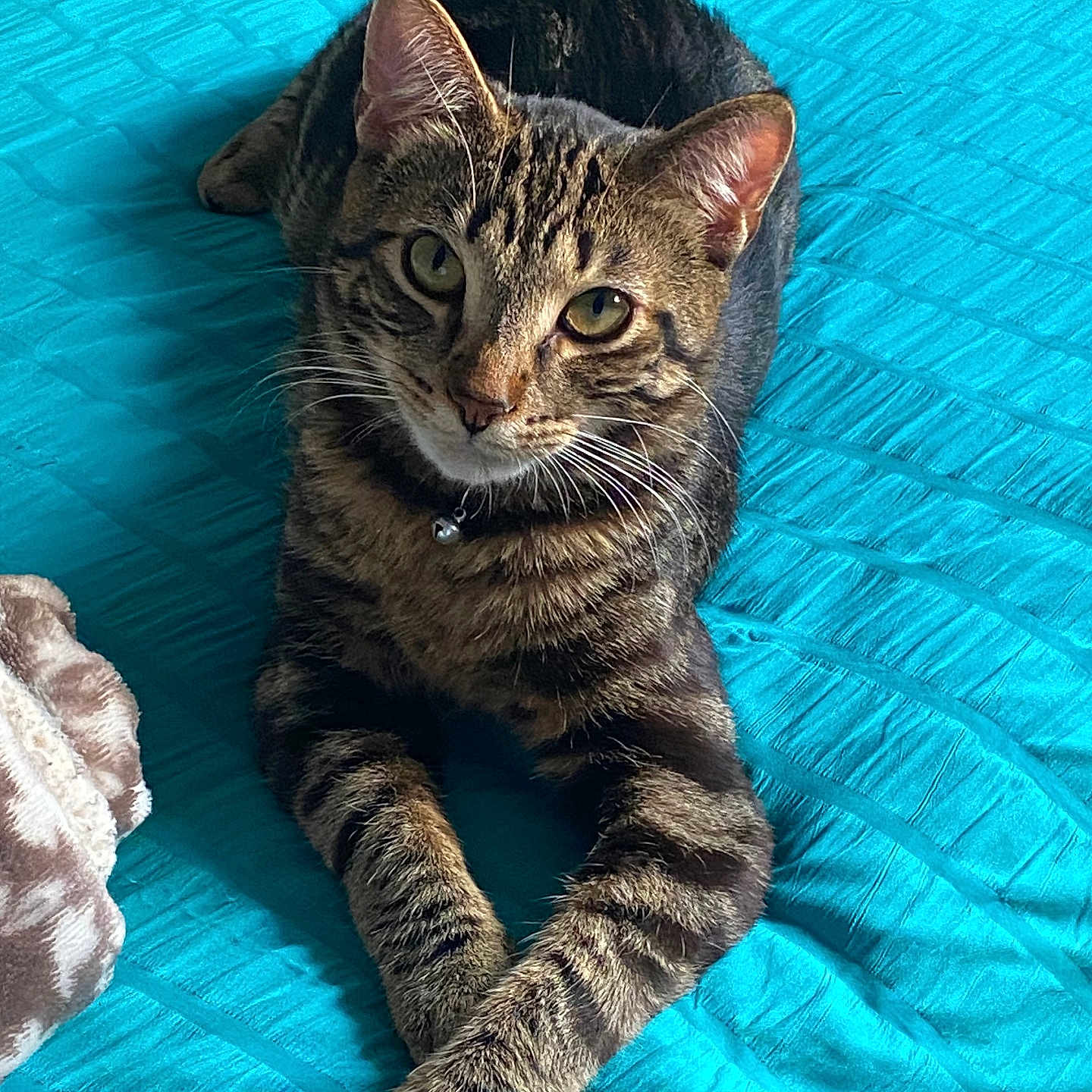 Cynthia Vergara is registered to the contest to win money with this photo: animal, bed, blanket, cat, collar, curious, cute, domestic, feline, fur, indoor, paws, pet, quilt, relaxed, resting, striped, tabby, turquoise, whiskers