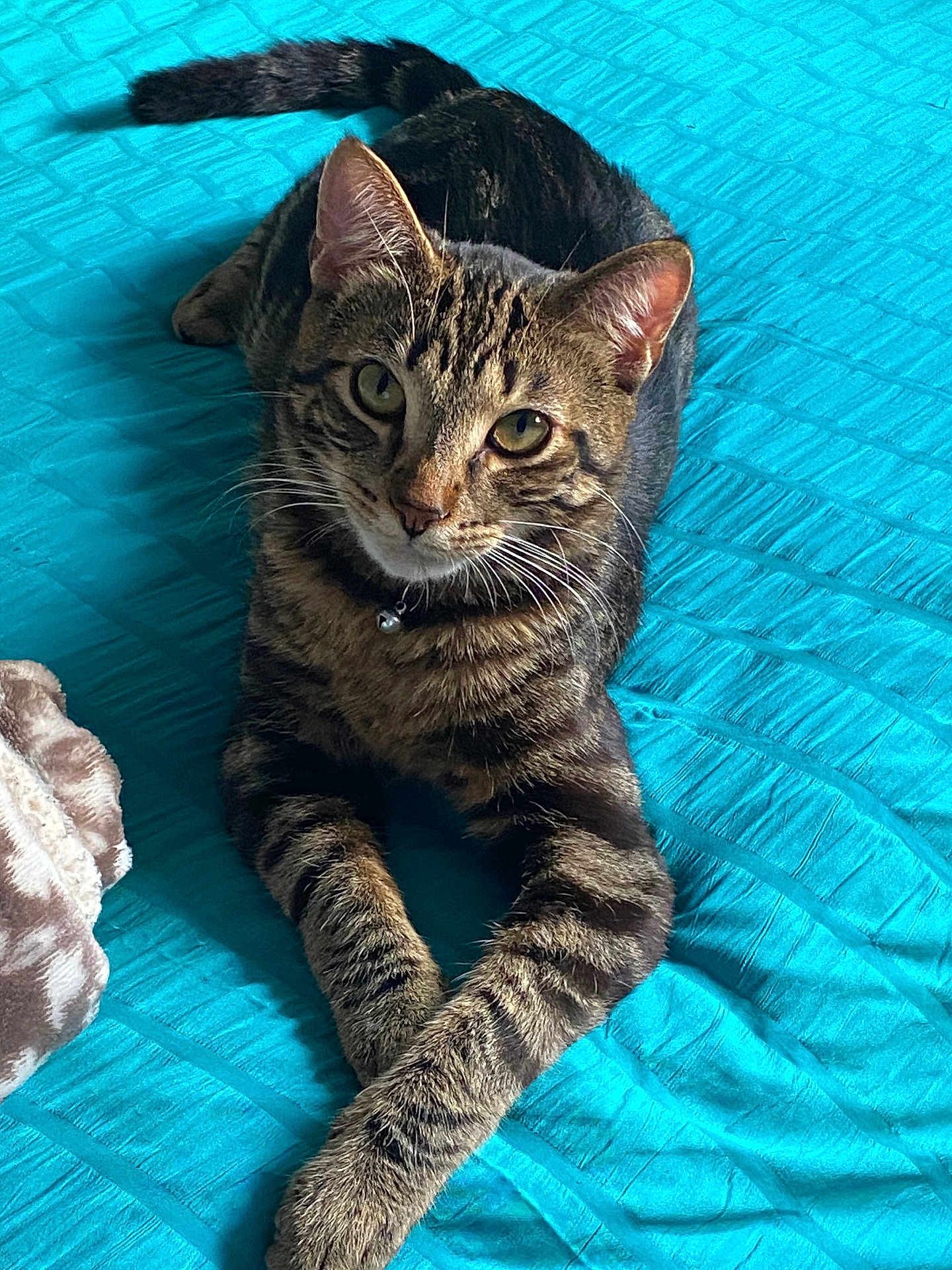 Cynthia Vergara is registered to the contest to win money with this photo: cat, tabby, pet, animal, feline, striped, paws, bed, blanket, quilt, turquoise, resting, cute, domestic, indoor, fur, whiskers, collar, curious, relaxed