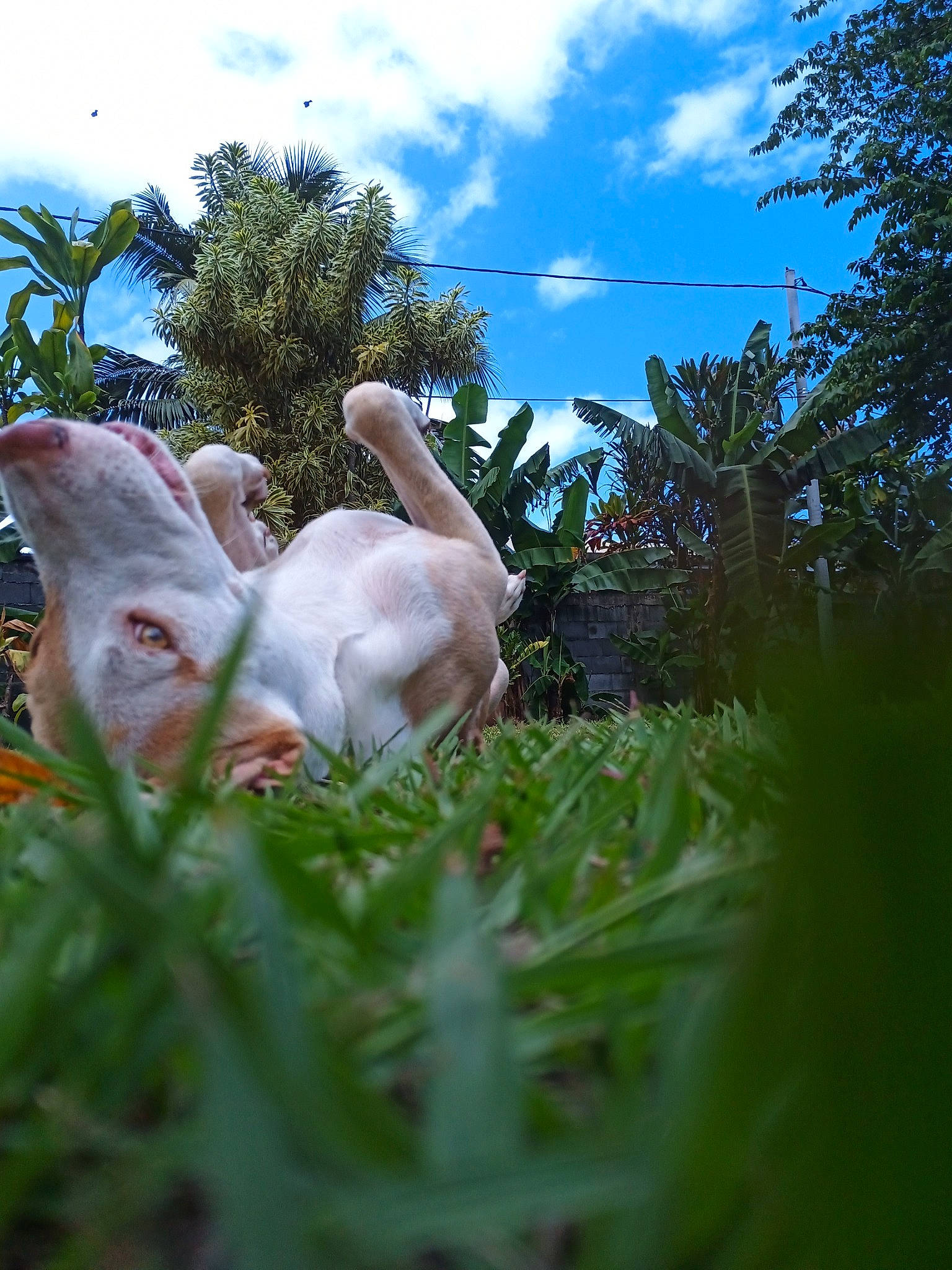 Hatchi a rejoint le concours — aidez-le/la à gagner de superbes lots ! branch, cloud, companion_dog, cumulus, dog_breed, fawn, forest, garden, grass, grassland, herb, landscape, plant, shrub, sky, tail, tree, wildflower, wildlife, wood