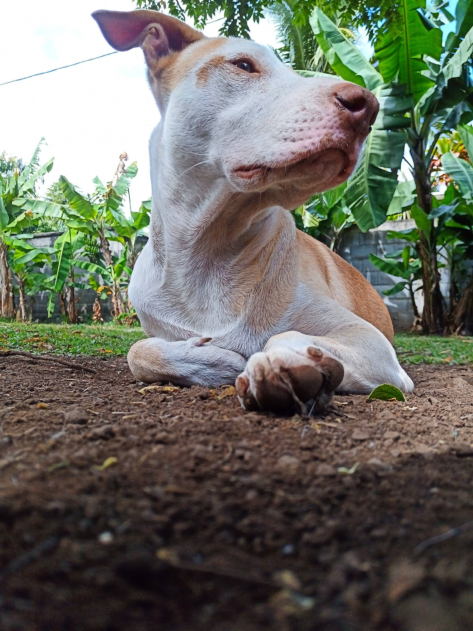 Hatchi a rejoint le concours — aidez-le/la à gagner de superbes lots ! canidae, carnivore, collar, companion_dog, dog, dog_breed, dog_collar, fawn, grass, guard_dog, non_sporting_group, plant, sky, soil, sporting_group, tail, terrestrial_animal, tree, whiskers, working_animal