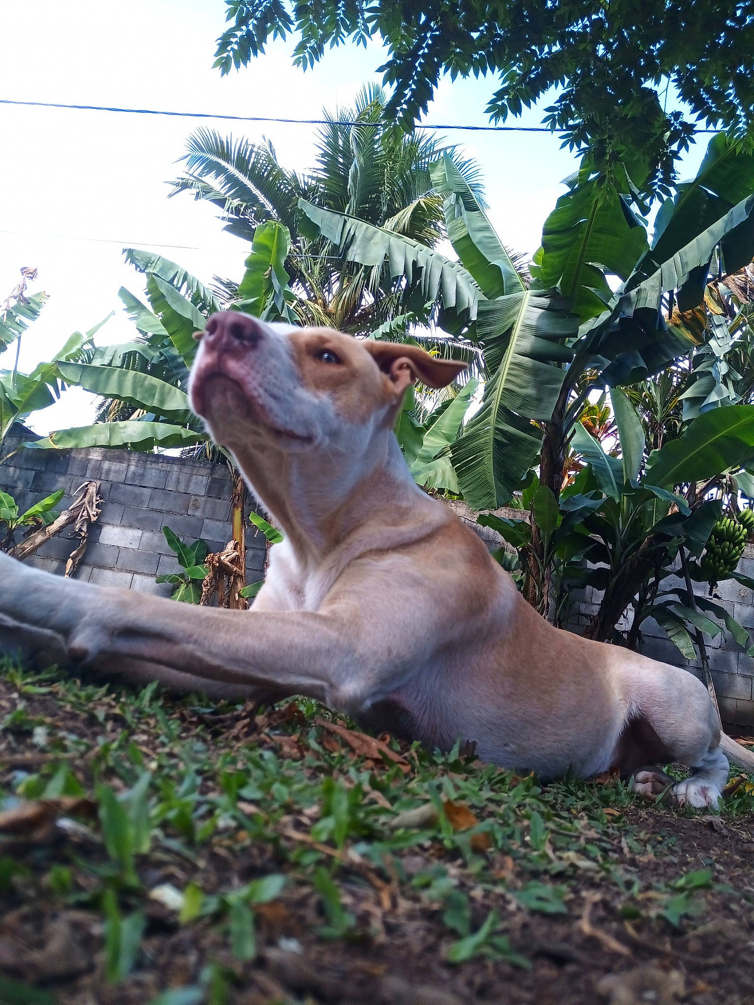 Hatchi a rejoint le concours — aidez-le/la à gagner de superbes lots ! arecales, carnivore, companion_dog, dog, dog_breed, fawn, felidae, grass, liver, palm_tree, plant, sky, sporting_group, tail, terrestrial_animal, tree, whiskers, wood, working_animal, wrinkle