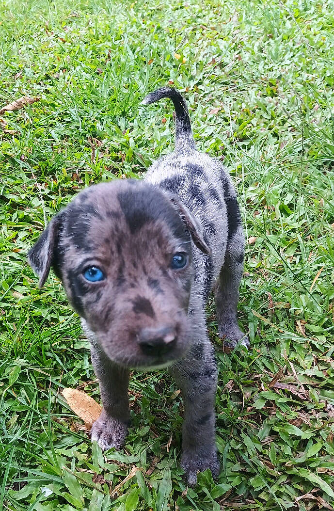 Blue participe au concours pour gagner de l'argent avec cette photo : borador, canidae, carnivore, companion_dog, dog, dog_breed, fur, grass, groundcover, hunting_dog, liver, non_sporting_group, plant, snout, soil, sporting_group, tail, terrestrial_animal, whiskers, working_animal