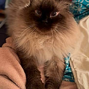 Jean Paul a rejoint le concours — aidez-le/la à gagner de superbes lots ! animal, blanket, brown, cat, closeup, comfort, curious, cute, dark_face, domestic, feline, fluffy, indoor, long_hair, paws, pet, relaxed, resting, soft, wide_eyes
