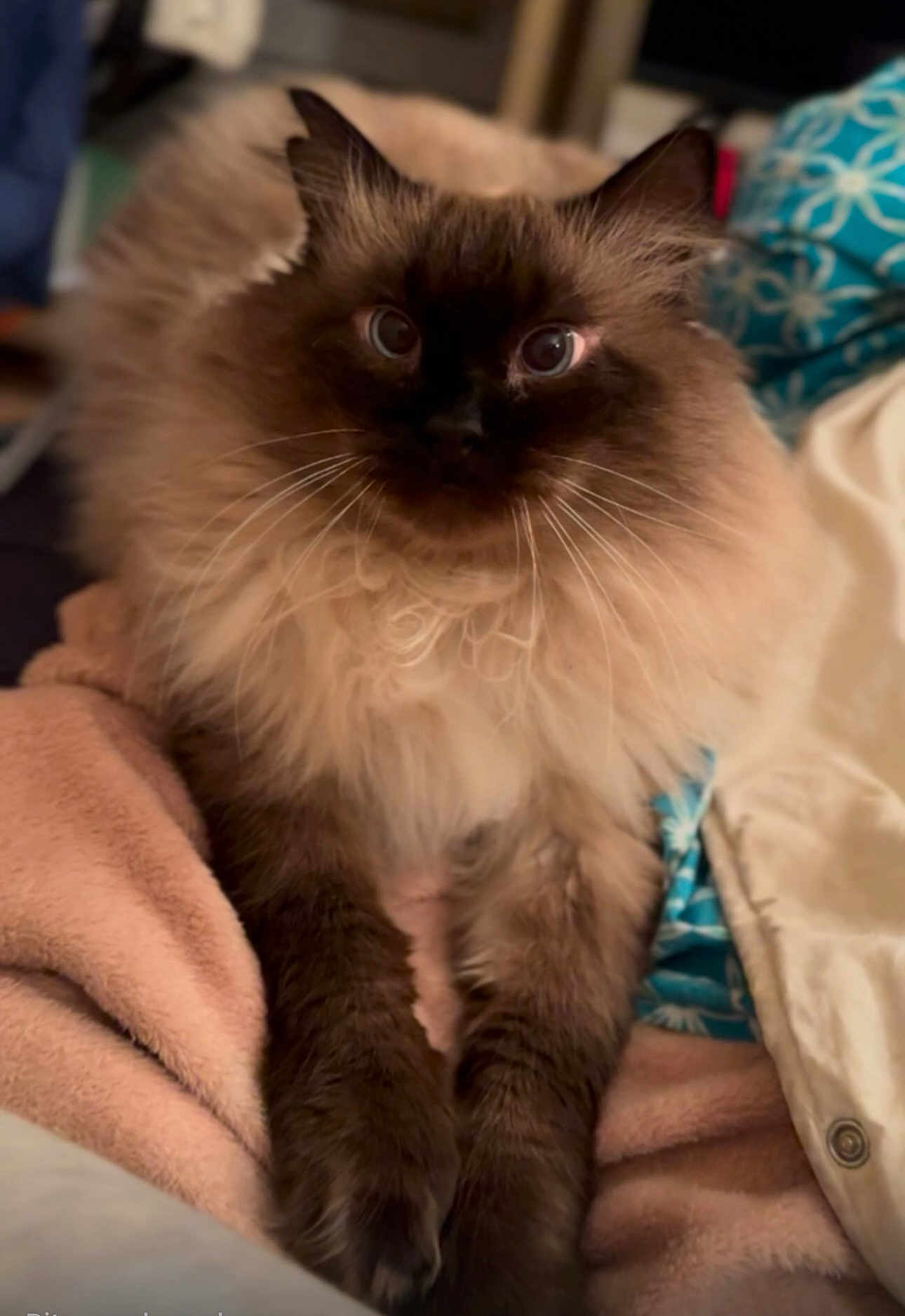 Jean Paul a rejoint le concours — aidez-le/la à gagner de superbes lots ! animal, blanket, brown, cat, closeup, comfort, curious, cute, dark_face, domestic, feline, fluffy, indoor, long_hair, paws, pet, relaxed, resting, soft, wide_eyes