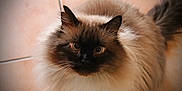 Jean Paul a rejoint le concours — aidez-le/la à gagner de superbes lots ! angora, animal, blackcat, cat, kitten, manx, pet, siamese