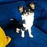 animal, black_dog, blue_couch, chihuahua, companion, couch, cute, dog, domestic_animal, ears, fluffy, furniture, home, indoor, pet, resting, sitting, small_dog, white_dog, yellow_pillow