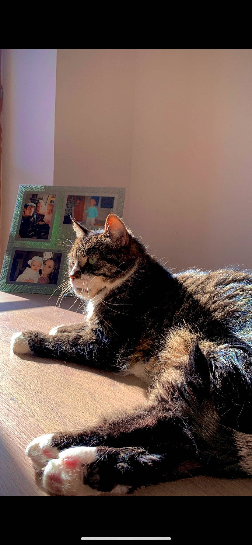 Chouchou participe au concours pour gagner de l'argent avec cette photo : bed, carnivore, cat, comfort, couch, domestic_short_haired_cat, felidae, flooring, fur, grey, human_leg, paw, picture_frame, sitting, small_to_medium_sized_cats, snout, tail, tree, whiskers, window