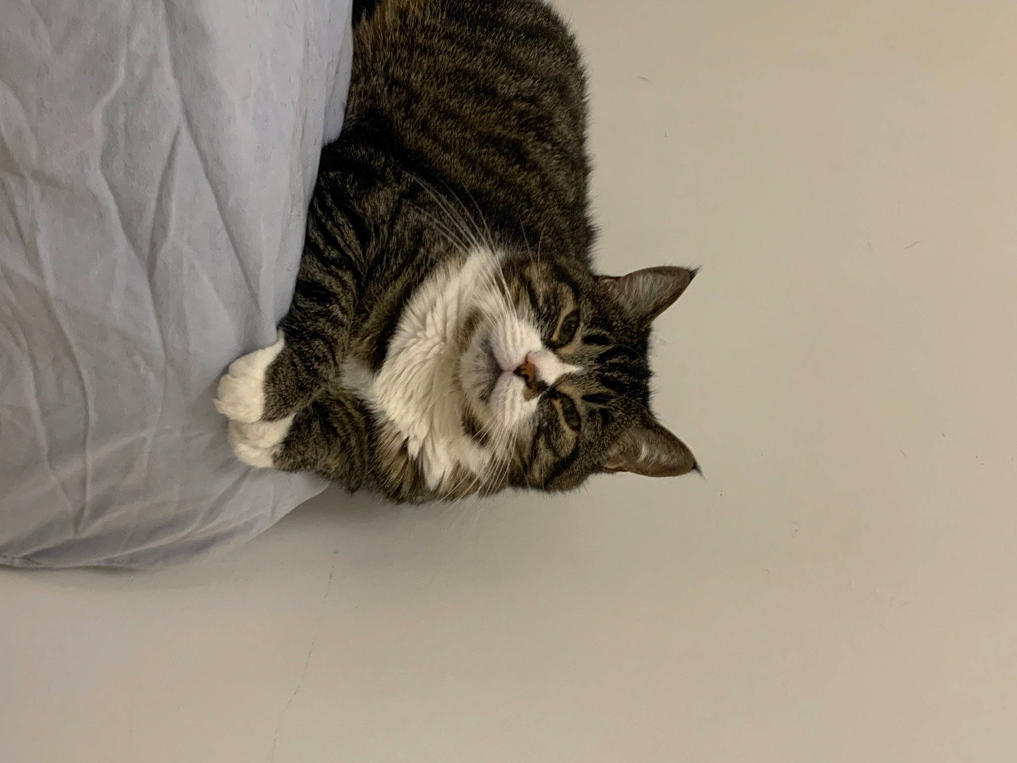 Chouchou a rejoint le concours — aidez-le/la à gagner de superbes lots ! carnivore, cat, claw, comfort, domestic_short_haired_cat, ear, felidae, fur, grey, human_leg, paw, sitting, small_to_medium_sized_cats, snout, tail, terrestrial_animal, tree, whiskers