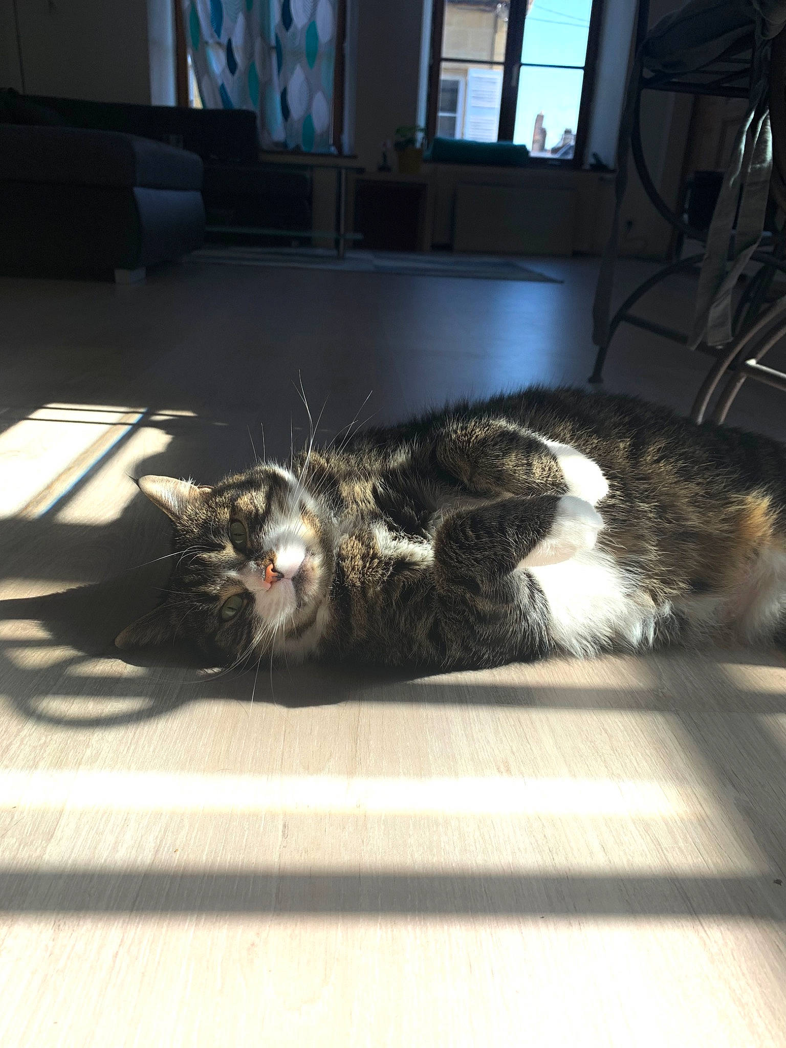 Chouchou a rejoint le concours — aidez-le/la à gagner de superbes lots ! automotive_tire, carnivore, cat, claw, comfort, dog_breed, domestic_short_haired_cat, felidae, floor, flooring, fur, mammal, nap, paw, small_to_medium_sized_cats, snout, tail, whiskers, window, wood