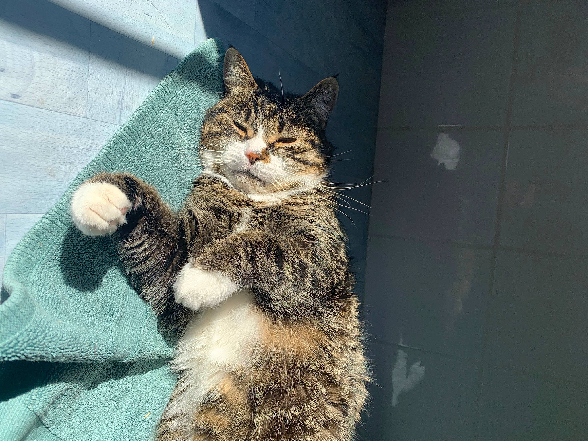 Chouchou a rejoint le concours — aidez-le/la à gagner de superbes lots ! carnivore, cat, claw, domestic_short_haired_cat, eye, felidae, fur, paw, sitting, small_to_medium_sized_cats, snout, tail, terrestrial_animal, whiskers