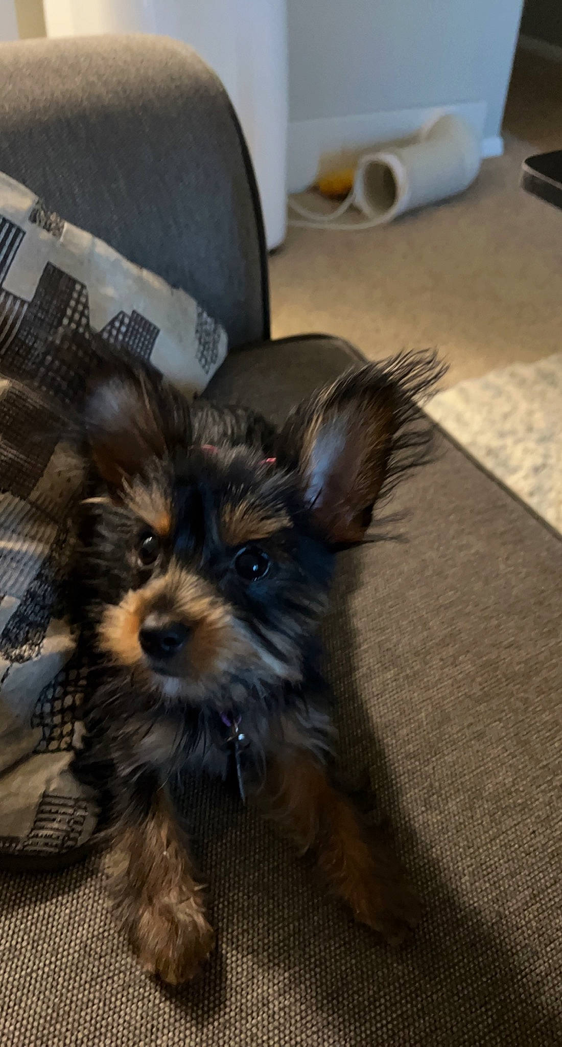 Minnie is registered to the contest to win money with this photo: canidae, carnivore, companion_dog, dog, dog_breed, dog_supply, fawn, flooring, fur, liver, puppy_love, small_terrier, snout, sporting_group, terrestrial_animal, terrier, toy_dog, whiskers, working_animal, yorkipoo