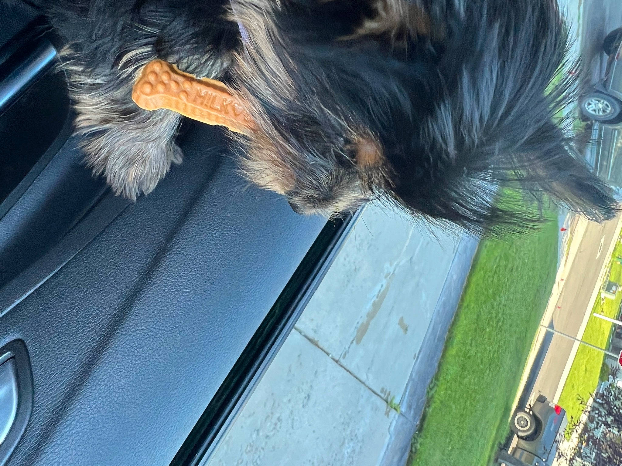 Minnie is registered to the contest to win money with this photo: auto_part, automotive_tire, carnivore, companion_dog, dog, dog_breed, feather, felidae, fur, grass, hood, liver, snout, tail, tints_and_shades, vehicle_door, whiskers, window, windshield, wing