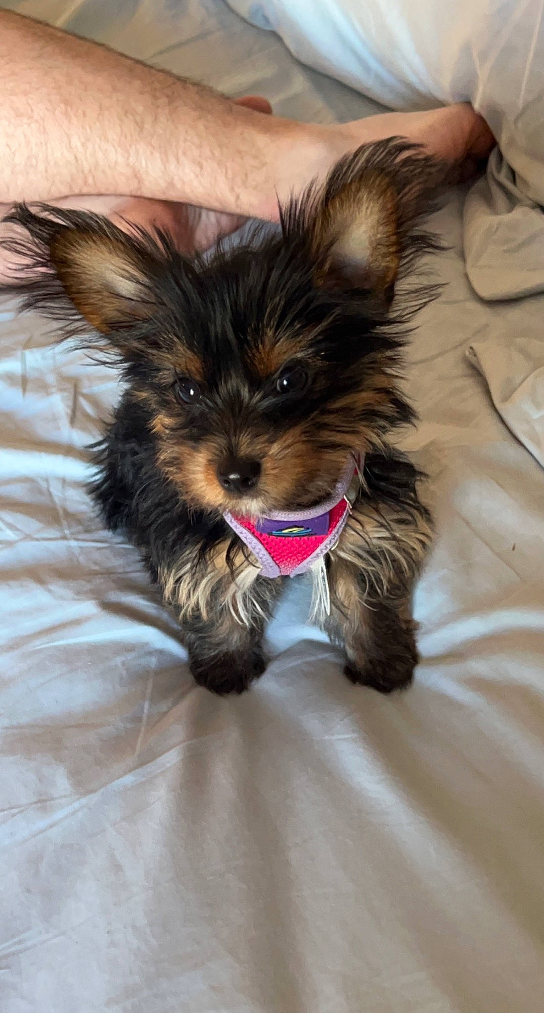 Minnie joined the competition — help win amazing prizes! canidae, carnivore, claw, companion_dog, dog, dog_breed, ear, fawn, felidae, liver, paw, small_terrier, snout, sporting_group, tail, terrestrial_animal, terrier, toy_dog, whiskers, working_animal