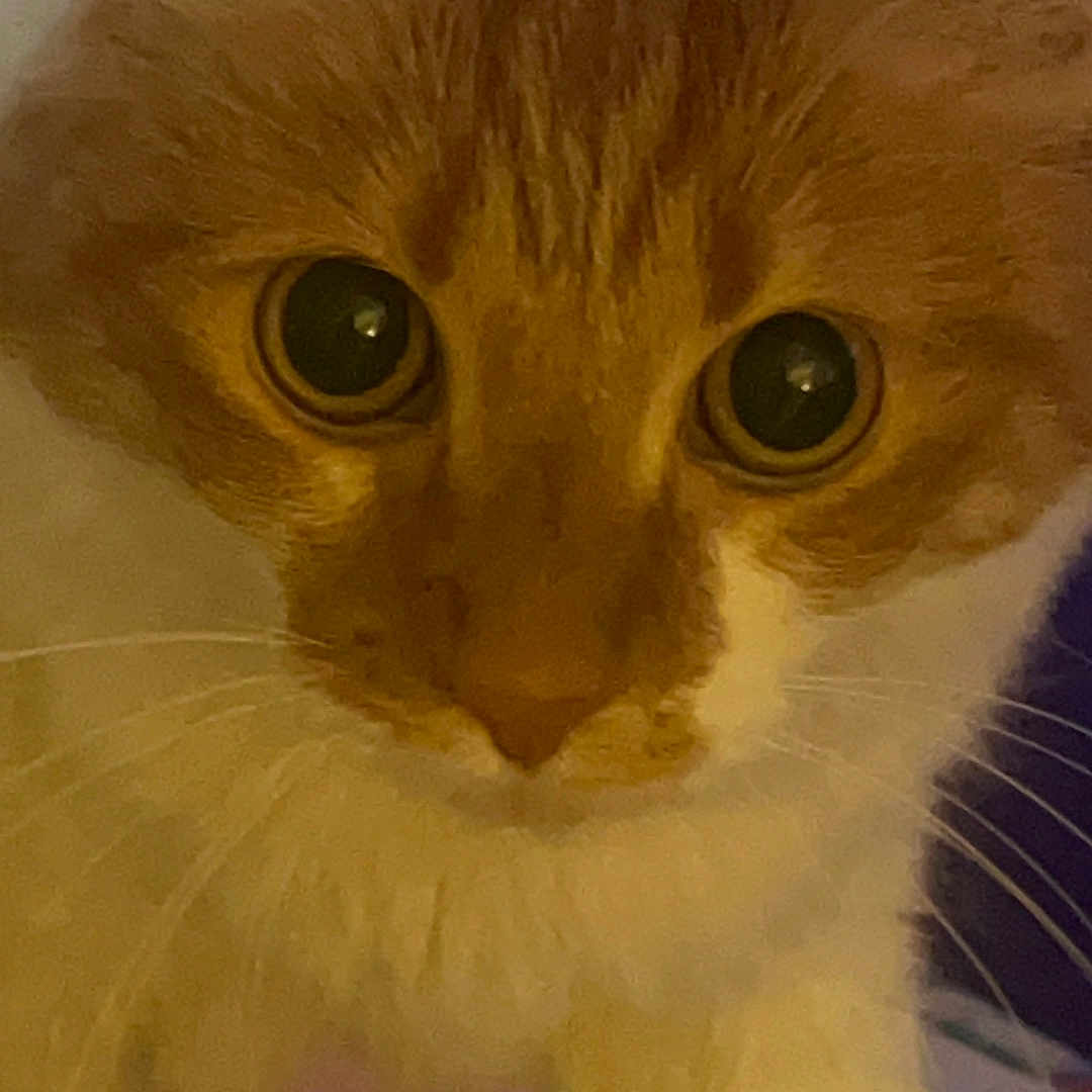 Dixie is registered to the contest to win money with this photo: cat, orange_cat, white_cat, close_up, pet, animal, whiskers, fur, curious, eyes, face, indoor, cute, mammal, domestic_animal, portrait, feline, looking, soft_lighting, blurred_background