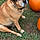 Buster Brown