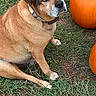 animal, autumn, blue_eyes, brown_fur, calm, collar, cute, daylight, dog, fall, grass, ground, looking_up, nature, outdoor, pet, pumpkin, short_hair, sidewalk, sitting
