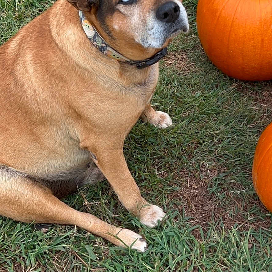 Buster Brown