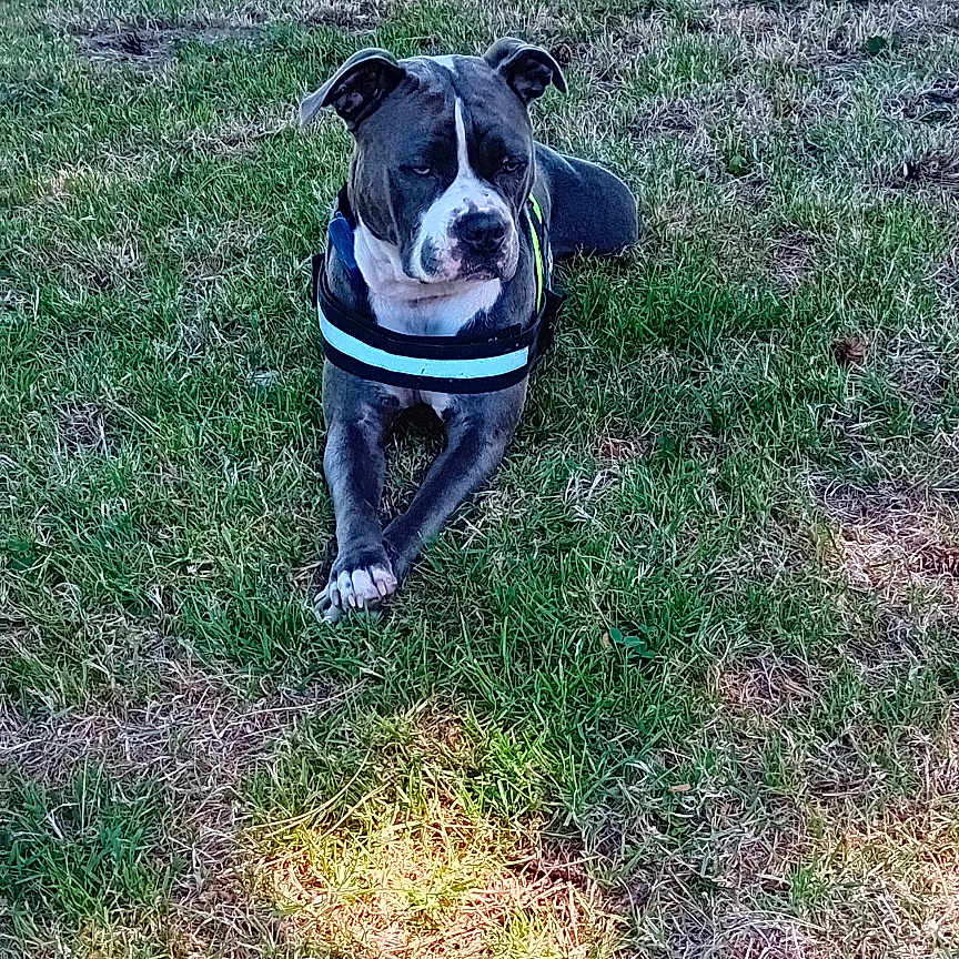 Maya participe au concours pour gagner de l'argent avec cette photo : animal, calm, canine, daytime, dog, field, grass, greenery, harness, loyal, mammal, nature, outdoor, park, pet, quiet, relaxed, resting, shadow, sunlight