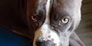 Maya participe au concours pour gagner de l'argent avec cette photo : animal, blue, blurred, brown, canine, close_up, cozy, cushion, dog, ears, eyes, floor, furniture, home, indoor, looking, pet, resting, snout, white