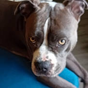 Maya participe au concours pour gagner de l'argent avec cette photo : animal, blue, blurred, brown, canine, closeup, cushion, dog, domestic, ears, eyes, face, floor, furniture, indoor, pet, relaxed, resting, snout, white