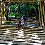 Maya participe au concours pour gagner de l'argent avec cette photo : animal, bench, daytime, dog, fence, forest, greenery, happy, leash, nature, outdoor, park, pet, shade, shadows, sitting, sunlight, trees, wood, wooden_shelter
