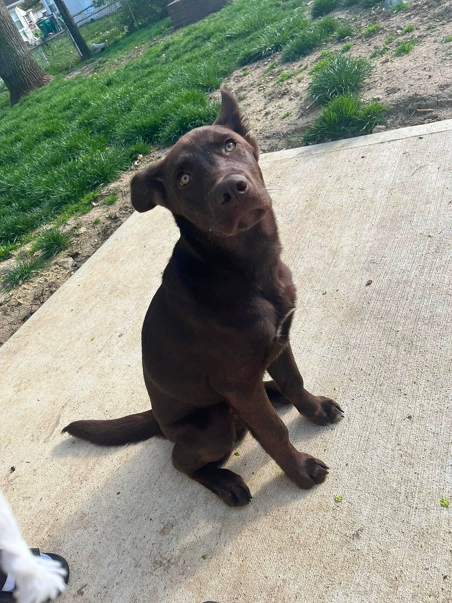 Kash joined the competition — help win amazing prizes! borador, canidae, carnivore, collar, companion_dog, dog, dog_breed, dog_collar, fawn, fence, guard_dog, gun_dog, liver, pet_supply, plant, snout, sporting_group, tail, terrestrial_animal, working_animal