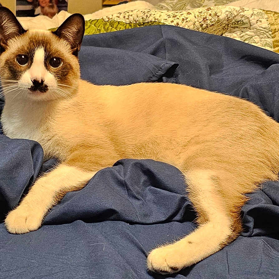 Cute Little Man joined the competition — help win amazing prizes! abyssinian, animal, bed, bedroom, blanket, cat, furniture, indoors, kitten, manx, person, pet, quilt, room, siamese
