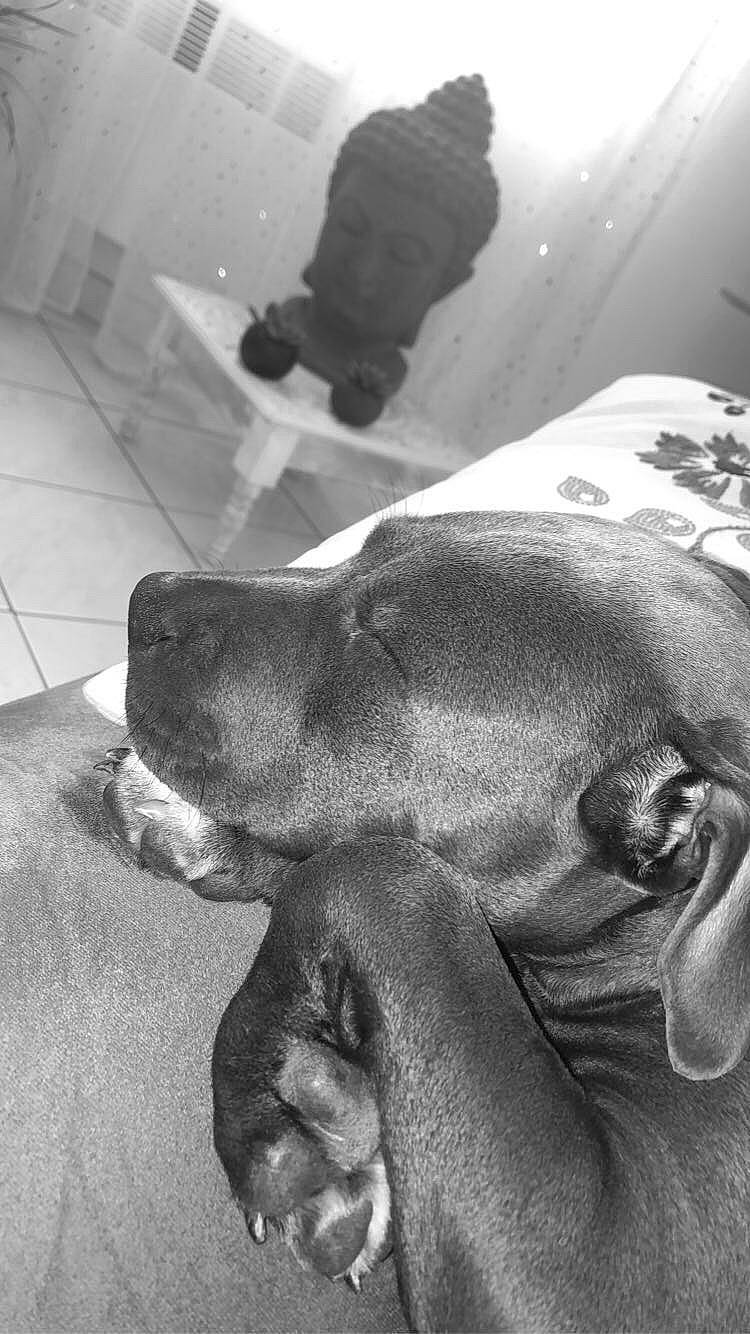 Oro a rejoint le concours — aidez-le/la à gagner de superbes lots ! black, black_and_white, carnivore, comfort, companion_dog, dog, dog_breed, ear, fawn, gesture, grey, monochrome, monochrome_photography, photograph, snapshot, snout, style, white, working_animal, wrinkle