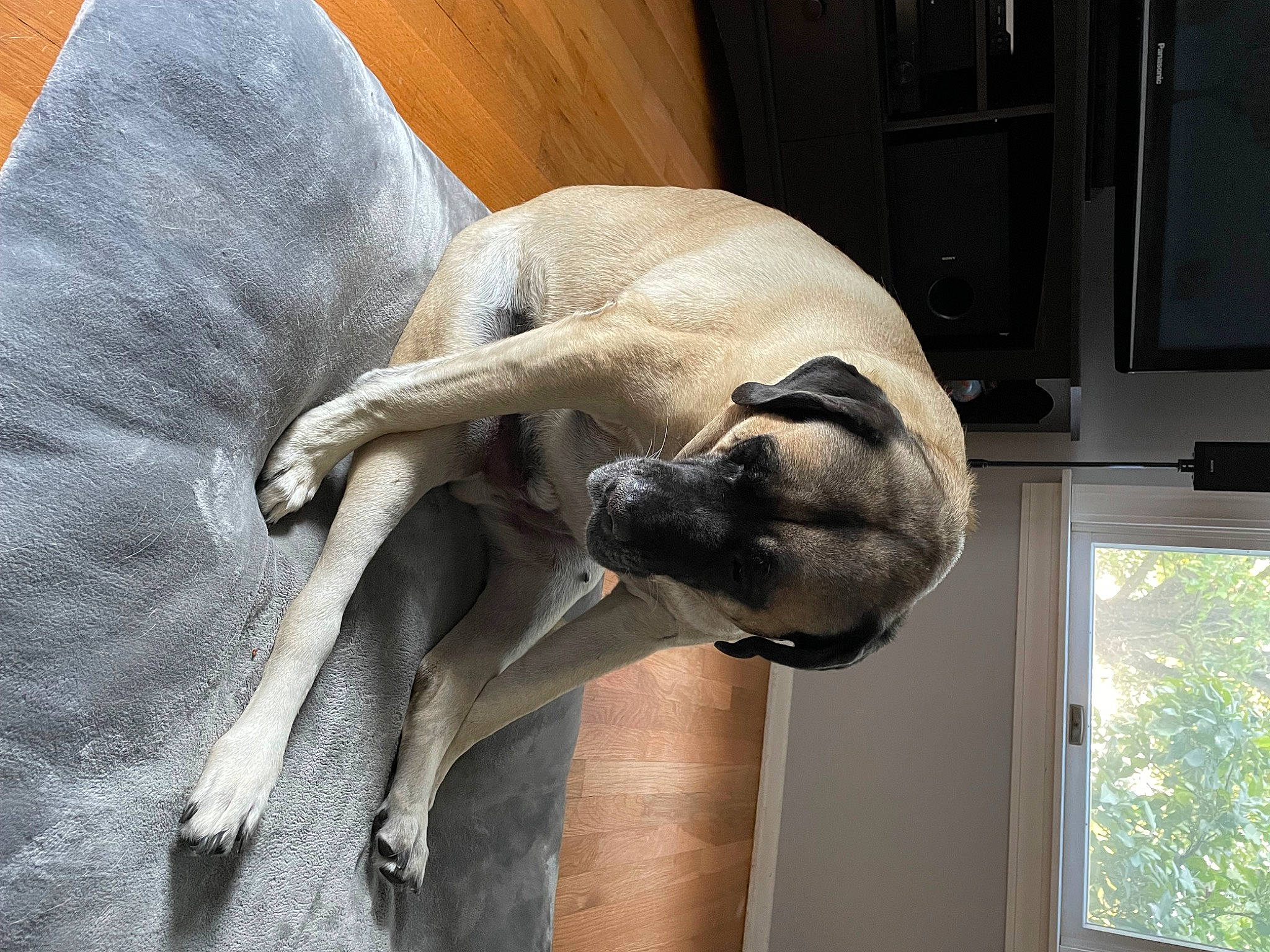 Duke is registered to the contest to win money with this photo: canidae, carnivore, comfort, companion_dog, dog, dog_breed, door, fawn, fur, great_dane, plant, snout, sporting_group, tail, terrestrial_animal, window, working_animal