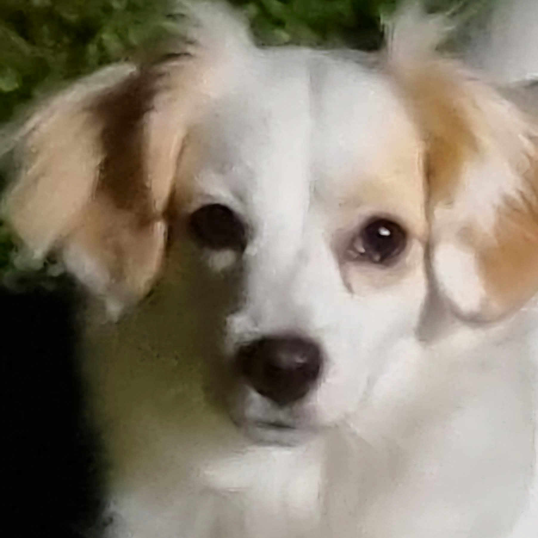 Talya participe au concours pour gagner de l'argent avec cette photo : animal, blurred, brown_ears, canine, close_up, companion, cute, dog, domestic_animal, ears, face, friend, fur, looking, muzzle, outdoor, pet, portrait, snout, white