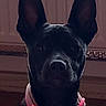 dog, black_dog, pet, collar, indoor, ears, radiator, animal, canine, portrait, looking, domestic, muzzle, fur, sitting, household, closeup, pink_collar, companion, alert