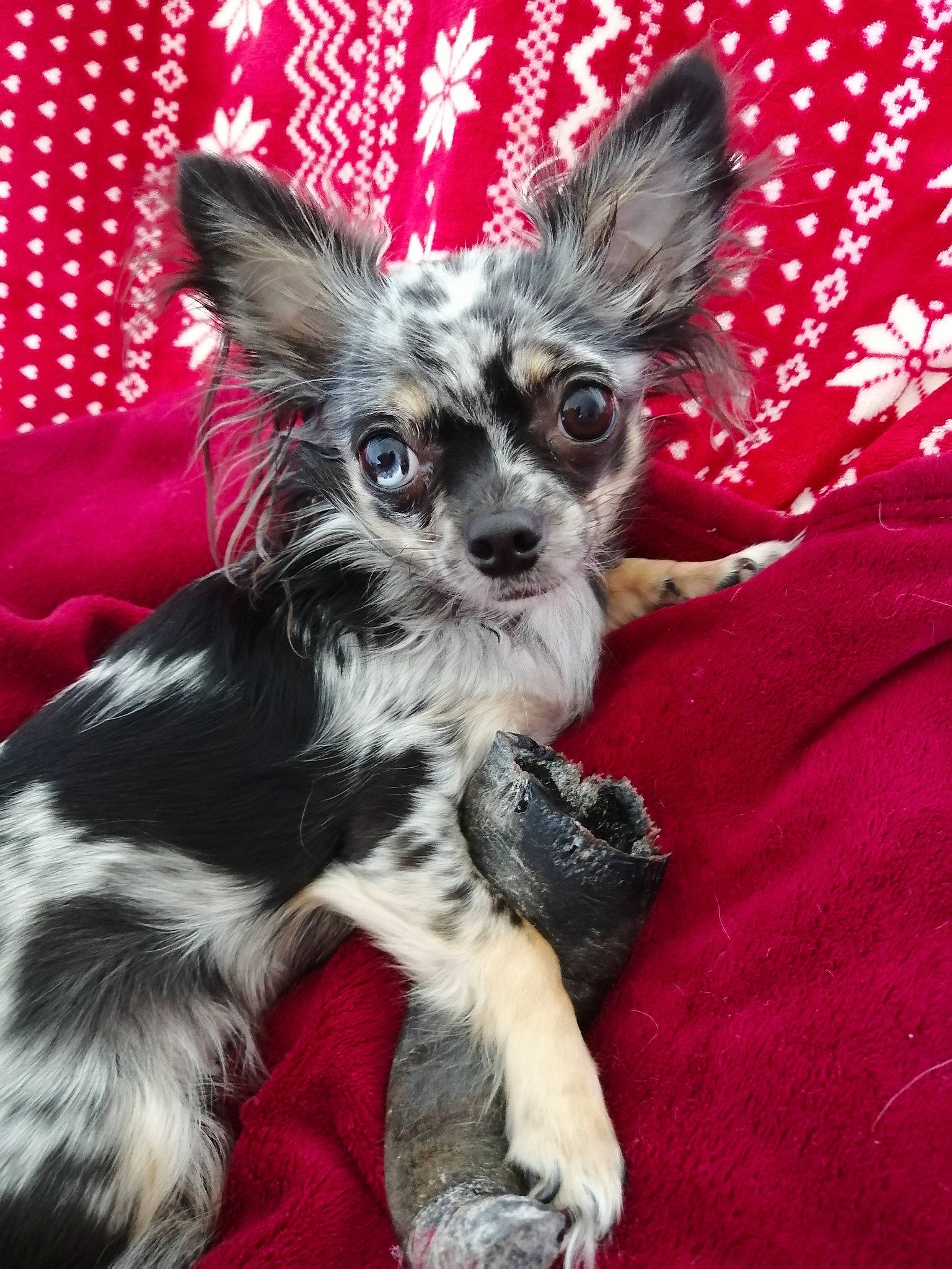 Oxxy participe au concours pour gagner de l'argent avec cette photo : canidae, carnivore, chihuahua, chinese_crested_dog, companion_dog, dog, dog_breed, fawn, mammal, puppy, russkiy_toy, snout, toy_dog, vertebrate, whiskers