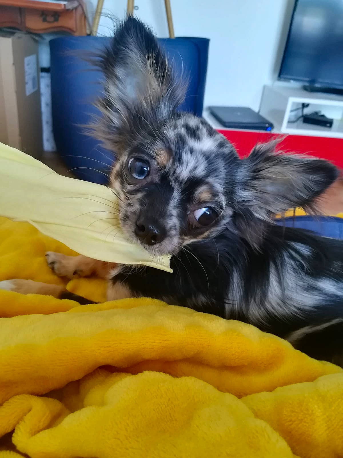 Oxxy participe au concours pour gagner de l'argent avec cette photo : canidae, carnivore, companion_dog, dog, dog_breed, puppy, sporting_group, terrier, yorkipoo