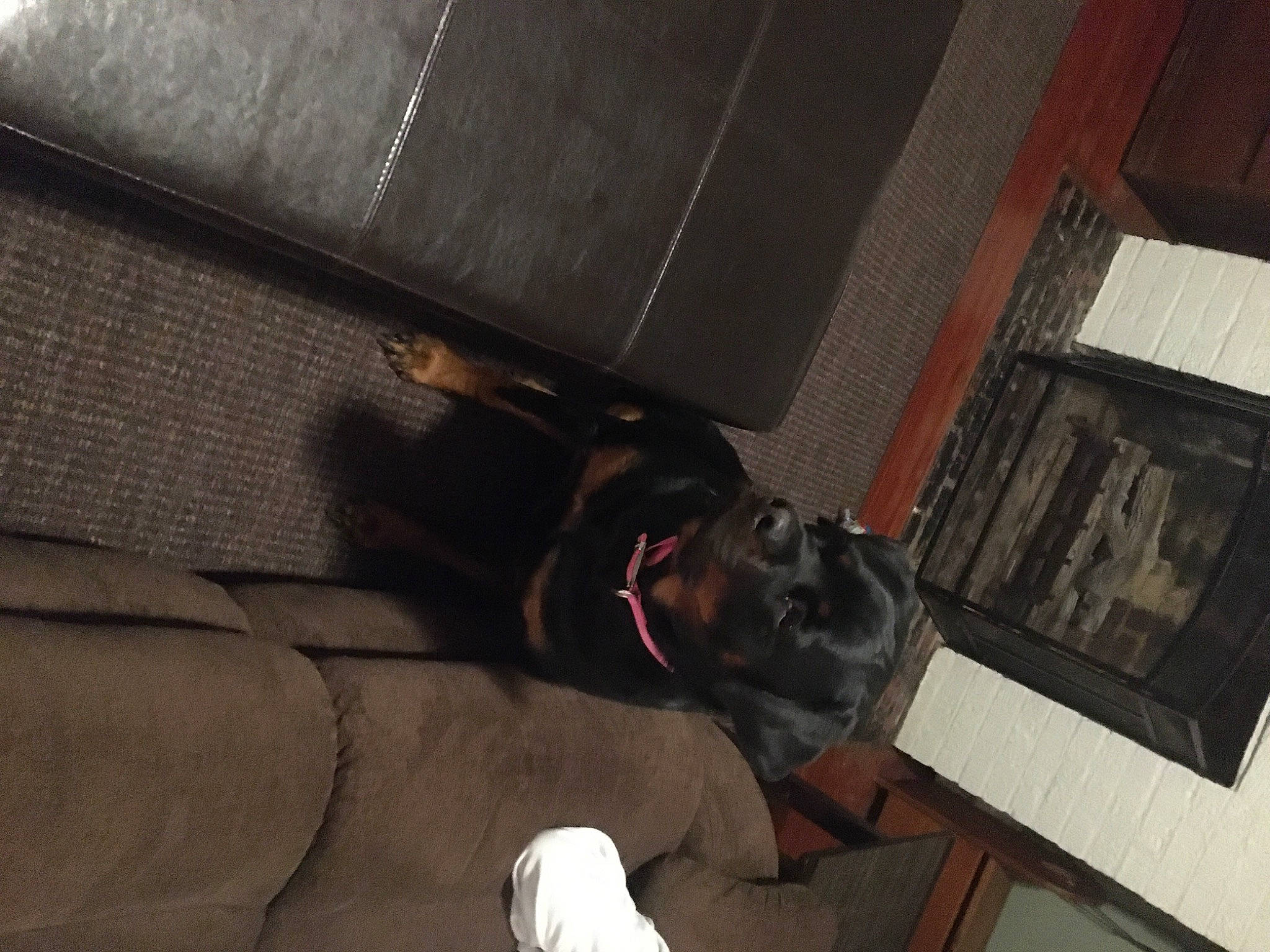 Rogan joined the competition — help win amazing prizes! floor, guard_dog, sporting_group