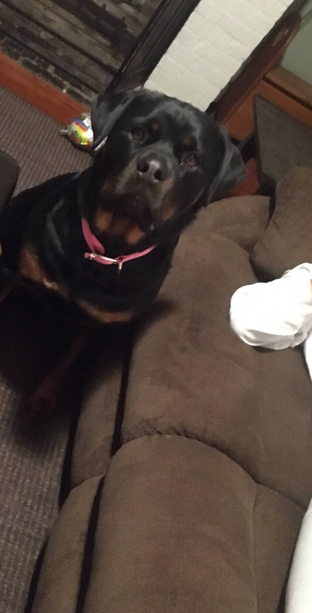 Rogan joined the competition — help win amazing prizes! american_pit_bull_terrier, bandog, beagador, cane_corso, canidae, carnivore, companion_dog, dog, dog_breed, dog_collar, fawn, guard_dog, labrador_retriever, mammal, non_sporting_group, pit_bull, snout, sporting_group, staffordshire_bull_terrier