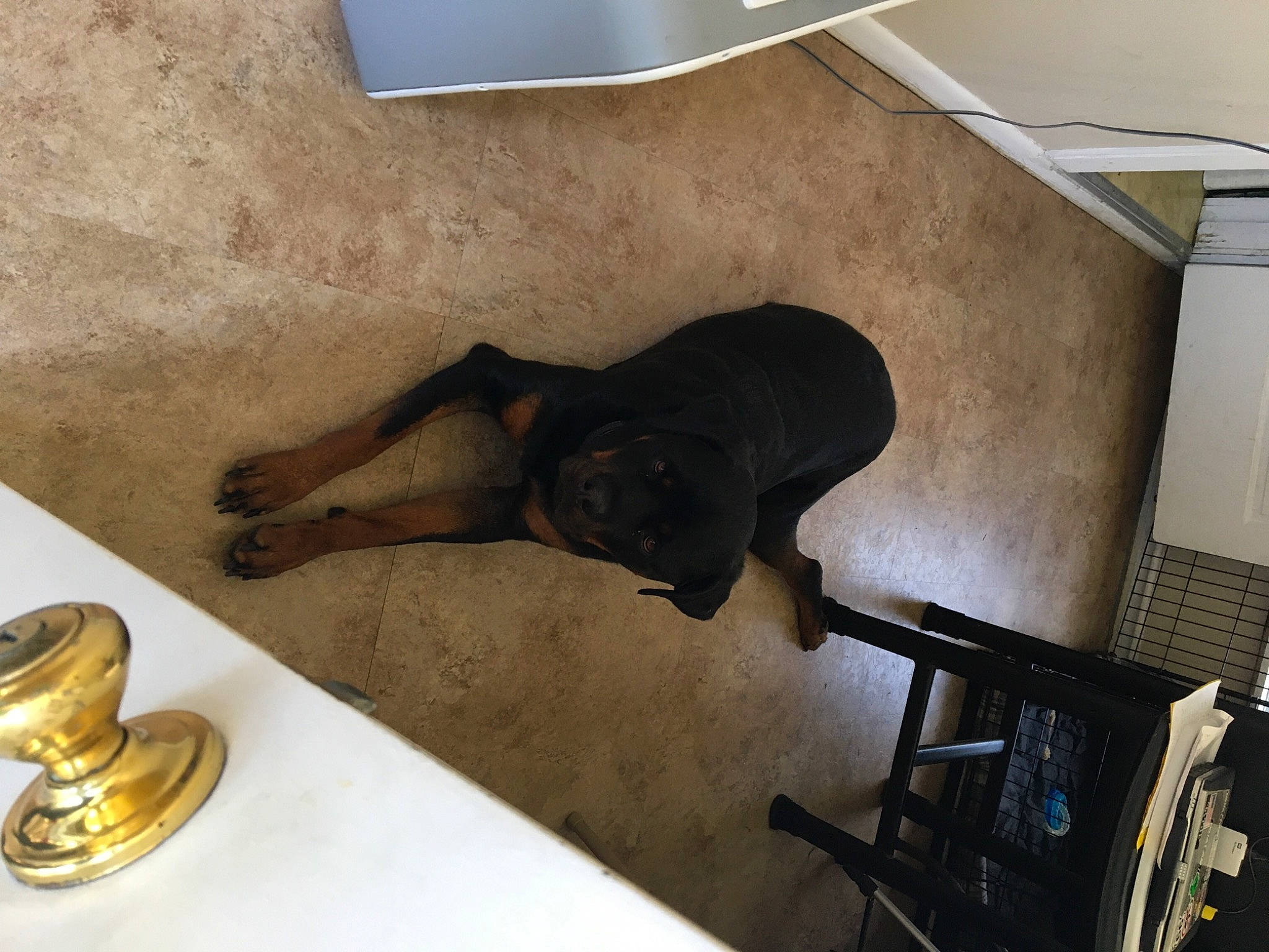 Rogan joined the competition — help win amazing prizes! room