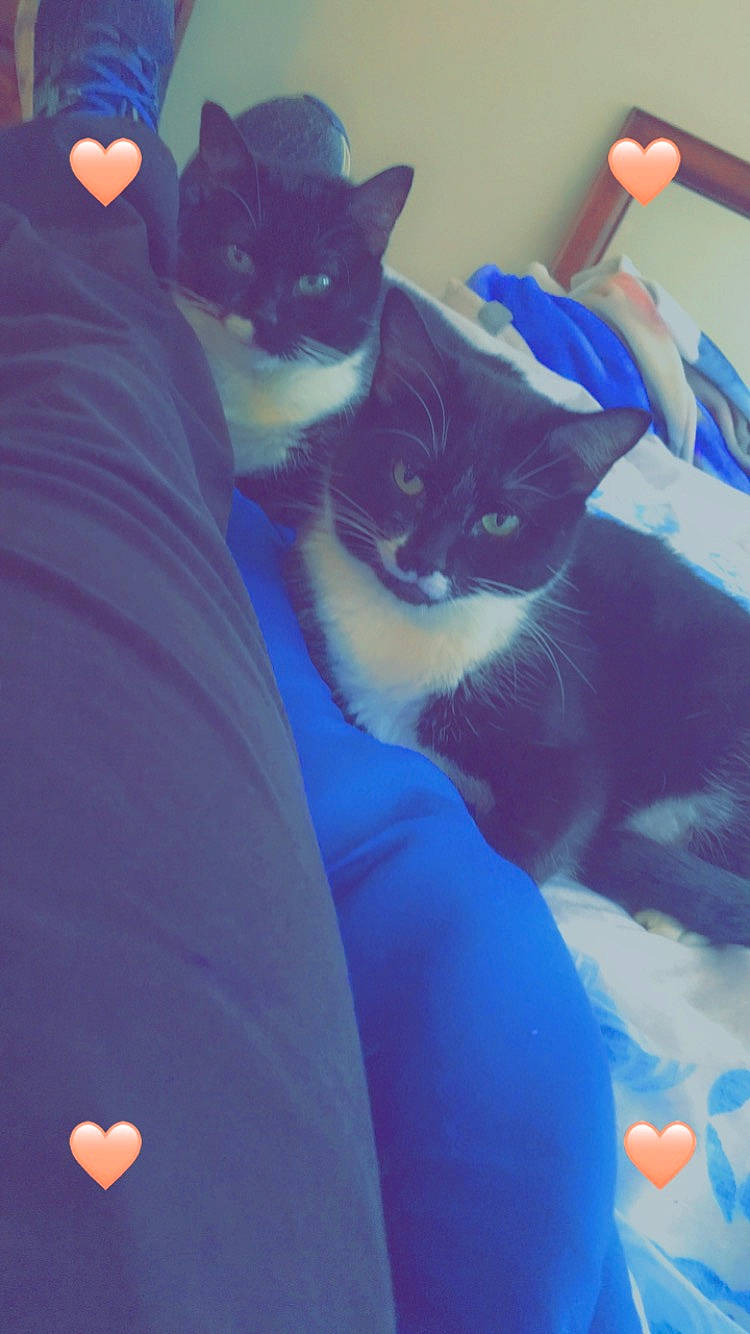 Babi is registered to the contest to win money with this photo: azure, black_cat, blue, carnivore, cat, comfort, domestic_short_haired_cat, electric_blue, felidae, fur, gesture, grey, lap, linens, purple, sitting, small_to_medium_sized_cats, tail, textile, whiskers