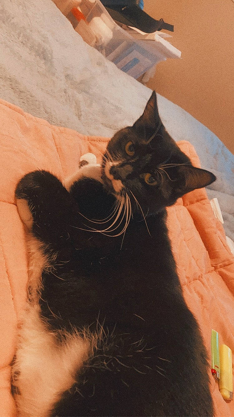 Babi is registered to the contest to win money with this photo: black_cat, bombay, brown, carnivore, cat, claw, comfort, domestic_short_haired_cat, felidae, fur, gesture, mammal, shadow, small_to_medium_sized_cats, snout, tail, terrestrial_animal, tints_and_shades, whiskers, window