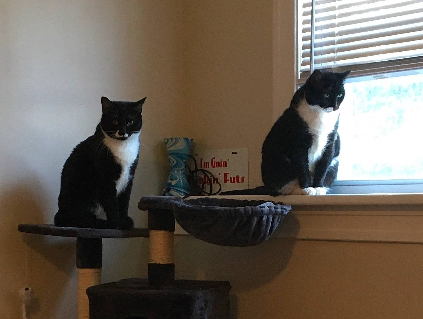 Babi joined the competition — help win amazing prizes! black_cat, box, cardboard, carnivore, cat, cat_supply, domestic_short_haired_cat, felidae, fur, grey, pet_supply, room, shelf, shelving, small_to_medium_sized_cats, tail, television, whiskers, window, wood