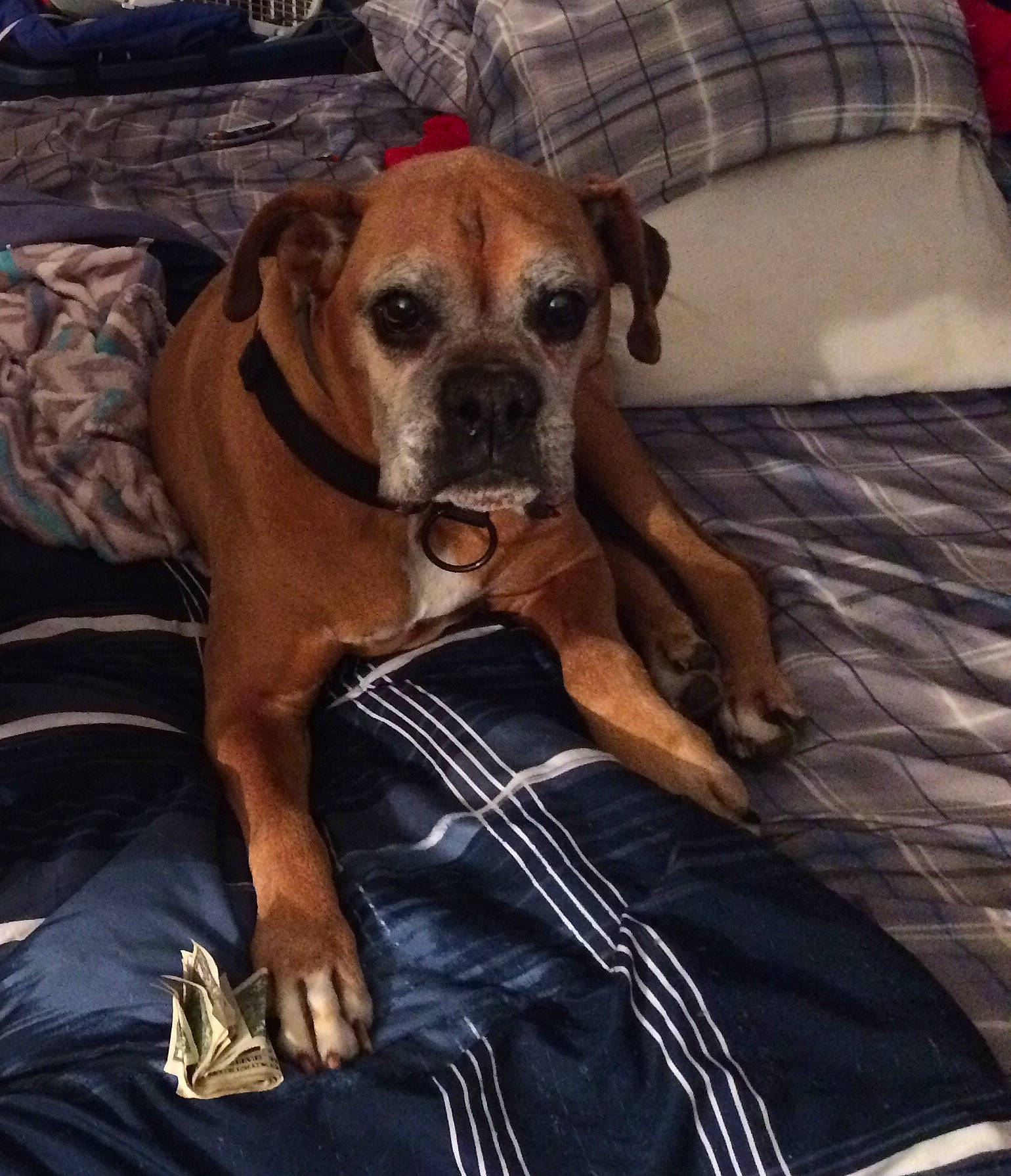Ozzie joined the competition — help win amazing prizes! black_mouth_cur, boerboel, boxer, bullmastiff, canidae, carnivore, companion_dog, dog, dog_breed, fawn, mammal, perro_de_presa_mallorquin, puggle, rare_breed_dog, rhodesian_ridgeback, snout, sporting_group, tosa, vertebrate