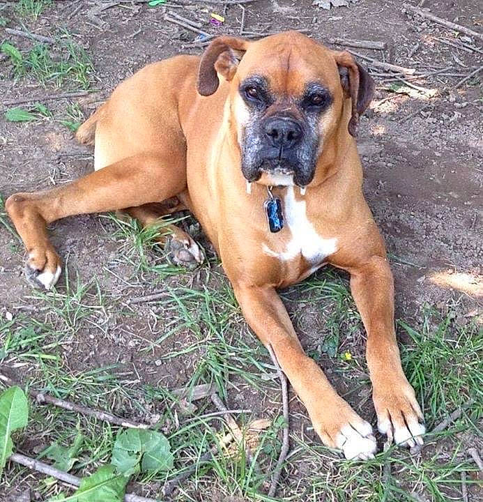 Ozzie joined the competition — help win amazing prizes! black_mouth_cur, boerboel, boxer, bullmastiff, canidae, carnivore, dog, dog_breed, fawn, mammal, molosser, perro_de_presa_mallorquin, rare_breed_dog, sporting_group, tosa, vertebrate, working_dog