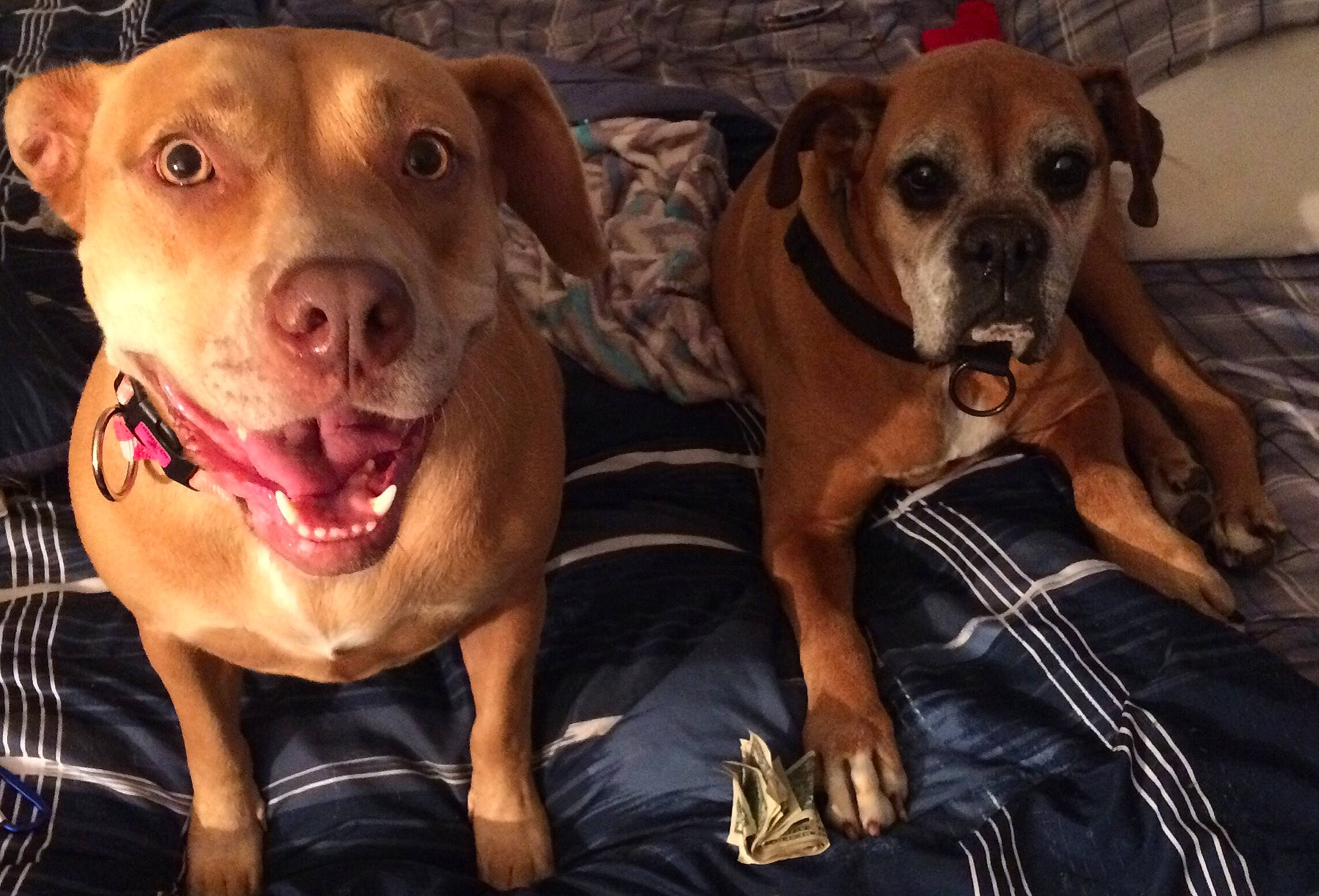 Ozzie is registered to the contest to win money with this photo: american_pit_bull_terrier, beagador, canidae, carnivore, companion_dog, dog, dog_breed, fawn, mammal, mountain_cur, non_sporting_group, pit_bull, rhodesian_ridgeback, snout, sporting_group, vertebrate, vizsla