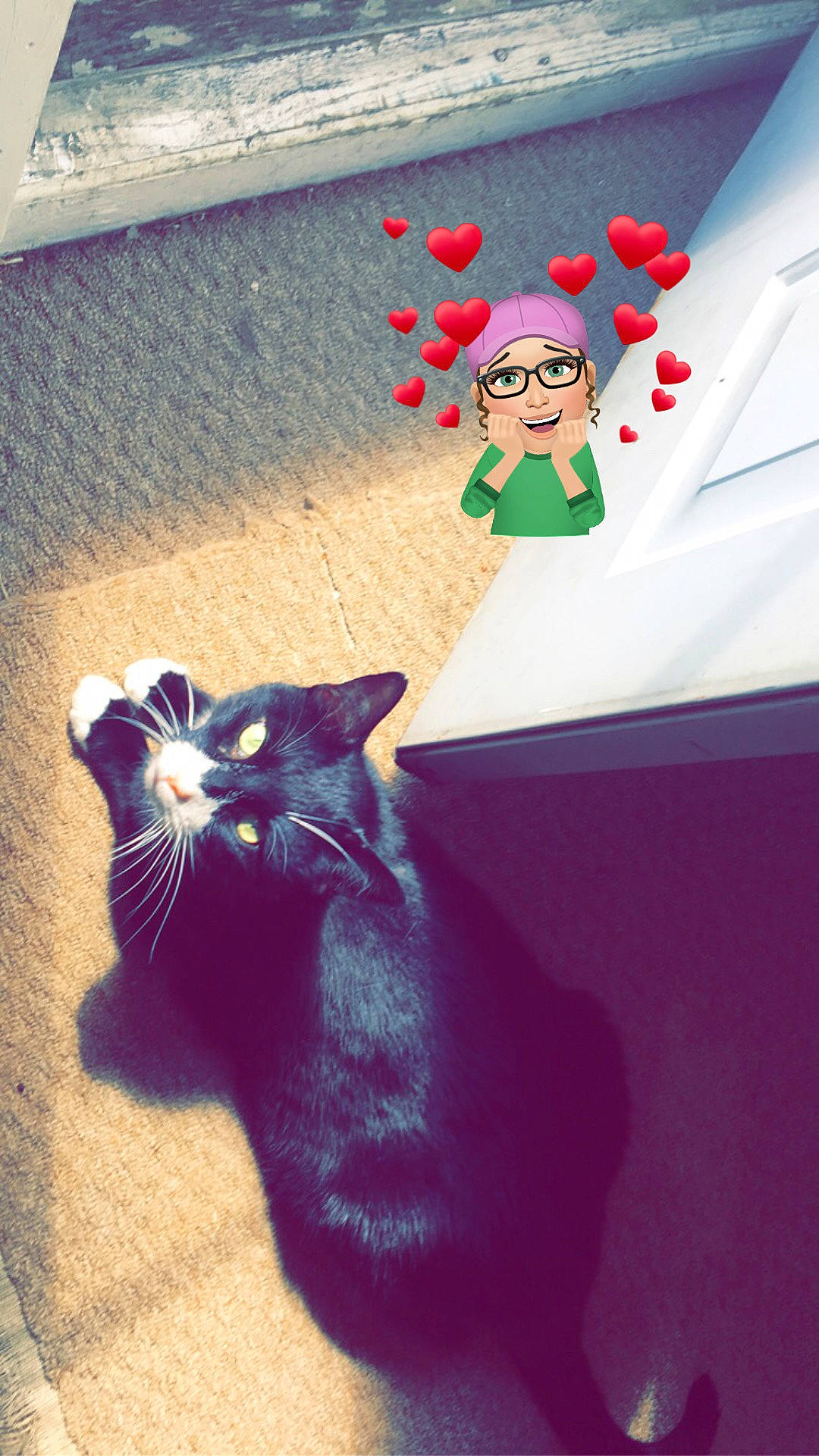 Pastrami is registered to the contest to win money with this photo: black_cat, carnivore, cat, domestic_short_haired_cat, electric_blue, event, eye, felidae, flooring, happy, human_leg, leg, mammal, small_to_medium_sized_cats, snout, tail, tints_and_shades, toy, vertebrate, whiskers