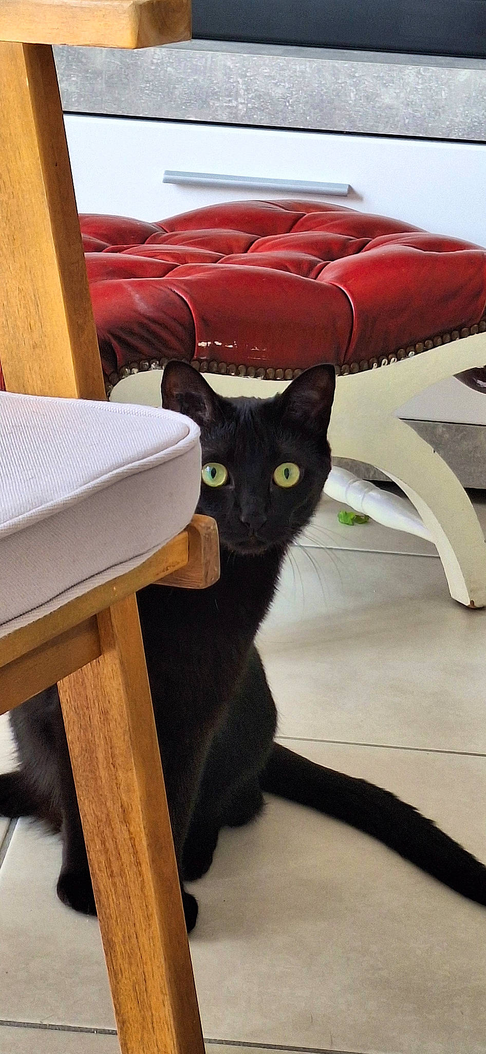 Shanell participe au concours pour gagner de l'argent avec cette photo : black_cat, bombay, carmine, carnivore, cat, chair, comfort, domestic_short_haired_cat, felidae, floor, flooring, fur, furniture, hardwood, plant, room, small_to_medium_sized_cats, tail, whiskers, wood