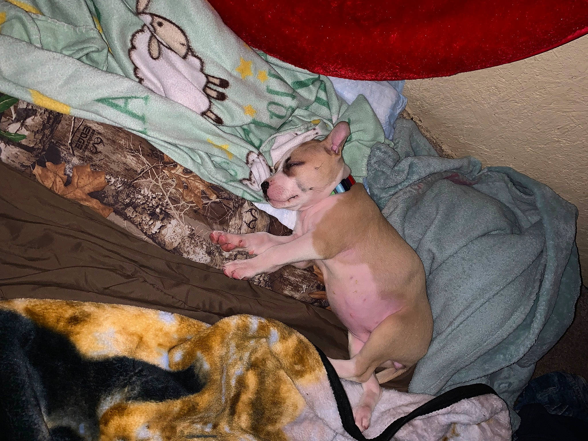 Coco is registered to the contest to win money with this photo: abdomen, art, baby, barechested, bed, bedding, bedtime, carnivore, comfort, dog, fawn, flesh, guard_dog, linens, nap, room, sleep, thigh, toddler, visual_arts
