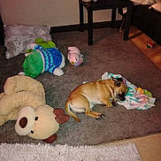 Rocky joined the competition — help win amazing prizes! dog, sleeping, blanket, plush_toy, carpet, table, container, couch, pillow, toy, floor, indoor, pet, resting, cozy, small_dog, stuffed_animal, relaxed, animal, home