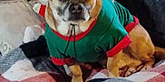 Rocky is registered to the contest to win money with this photo: dog, pet, christmas_hat, holiday_clothing, blanket, couch, indoors, furniture, plaid, festive, animal, canine, brown_dog, seated, costume, holiday, cute, cozy, relaxed, portrait